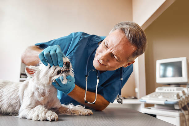 Best Emergency Root Canal Therapy in Pompton Plains, NJ